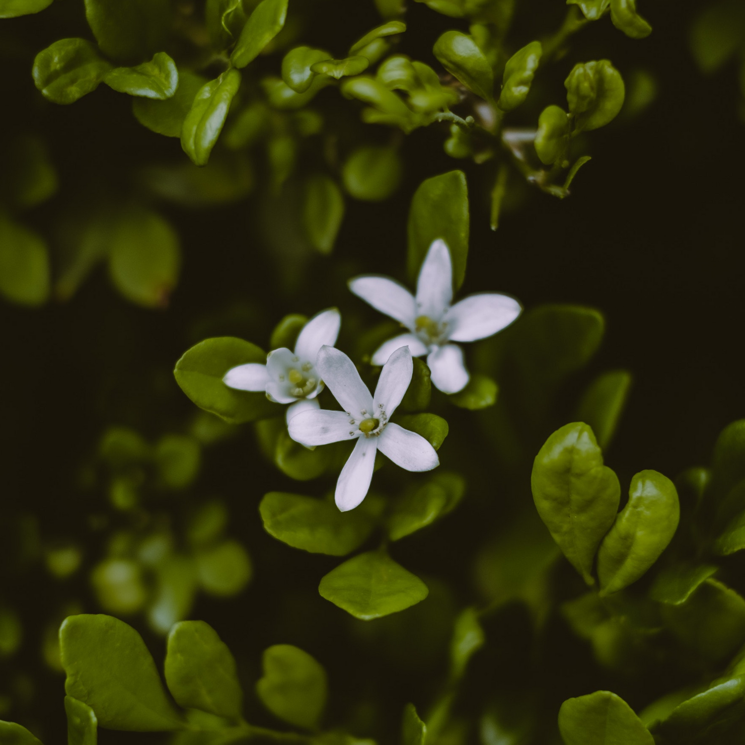 Bacopa Dietary Supplement Leaf Extract