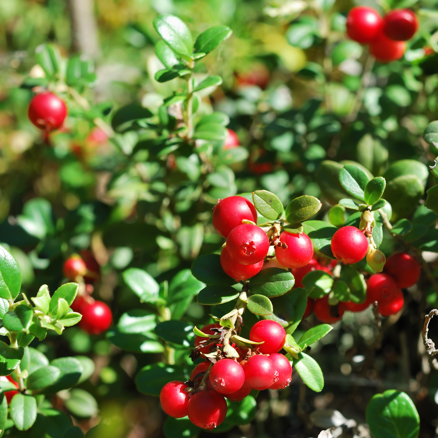 Cranberry Plant
