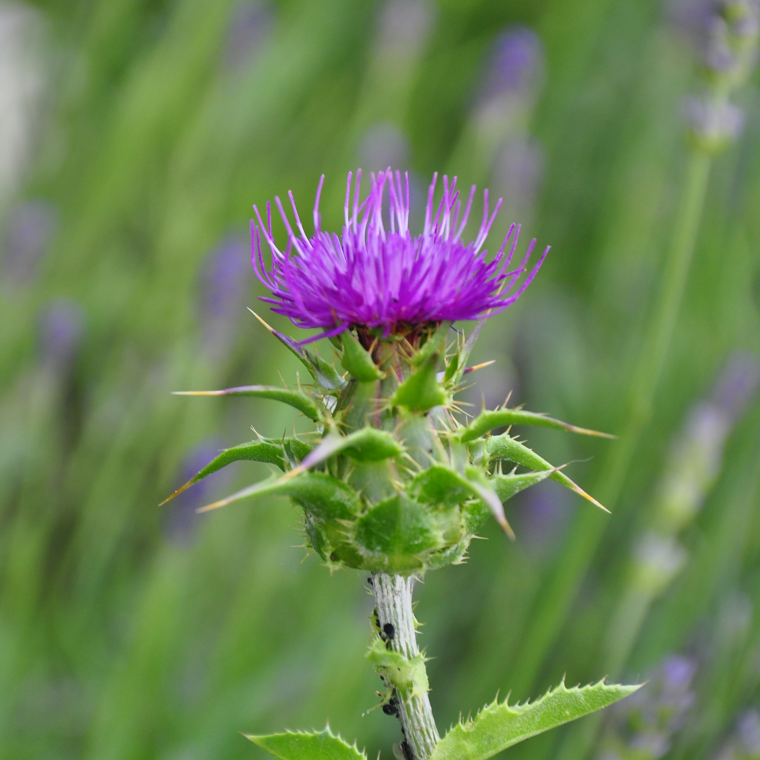 Milk Thistle Seed.
