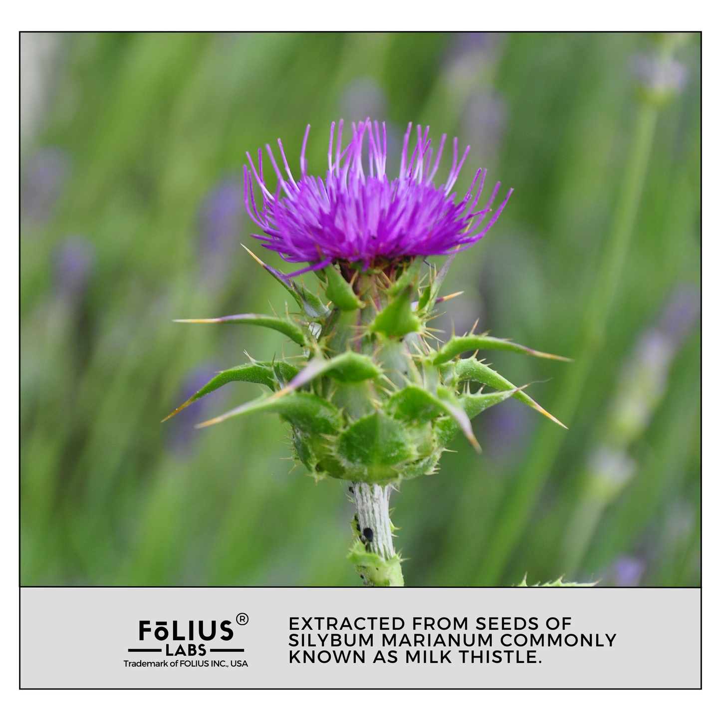 Milk Thistle Seed