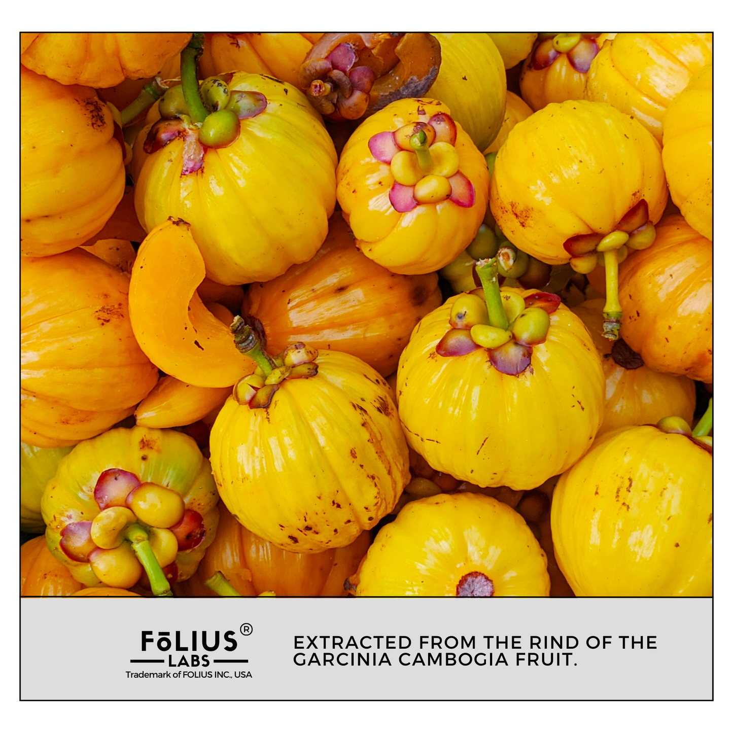 Garcinia Cambogia Fruit