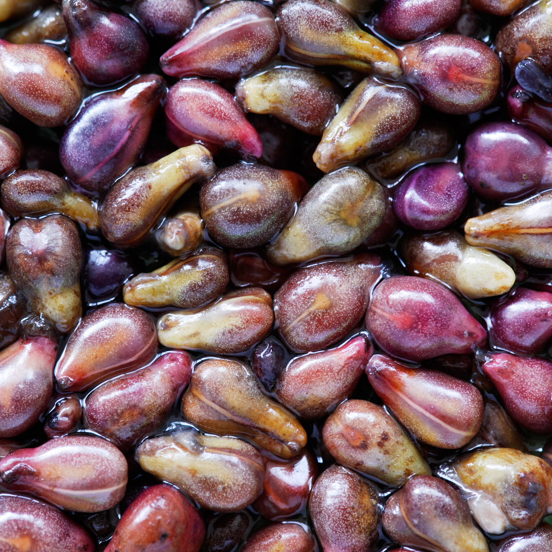 Grape Seed Extract for Heart and Health: Fighting Oxidative Stress and Hypertension