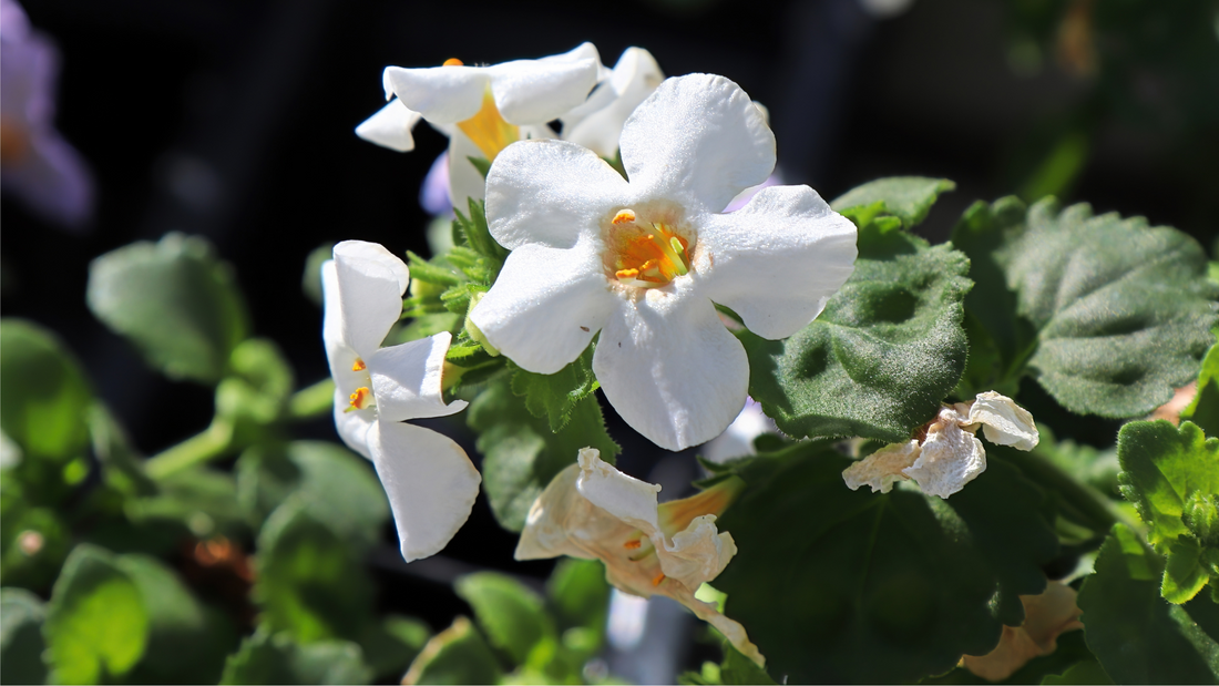 Bacopa Boost: A Natural Memory Elixir