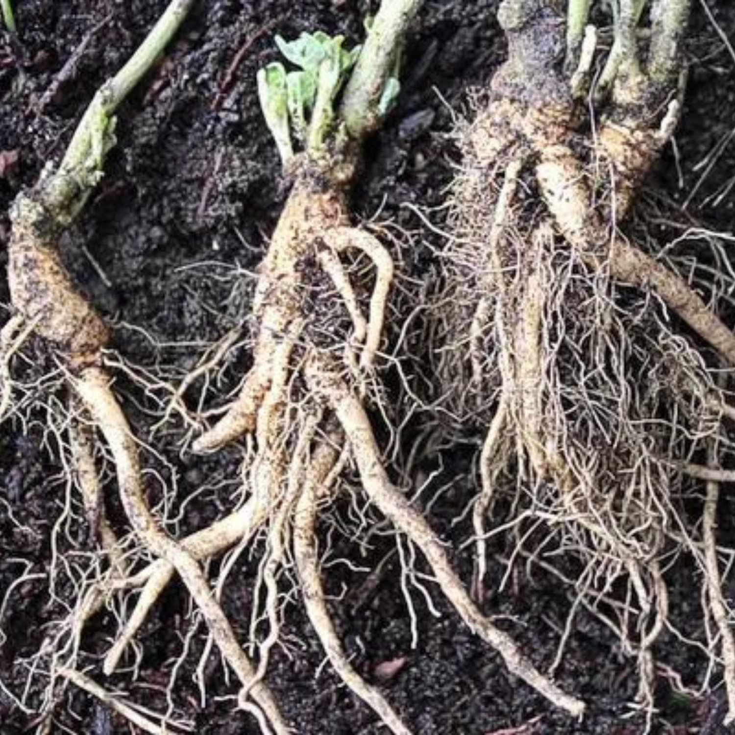 ashwagandha roots